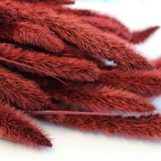 setaria secca rosso bordeaux