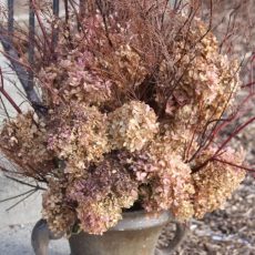 Ortensie Secche Mazzo