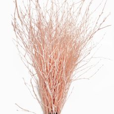 Betulla naturale colorata