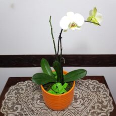 sassi decorativi verdi