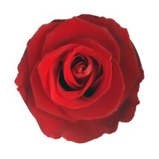 Rose stabilizzate rosse. Vendita online Flor3 Ingrosso Fiori e Articoli per Fioristi