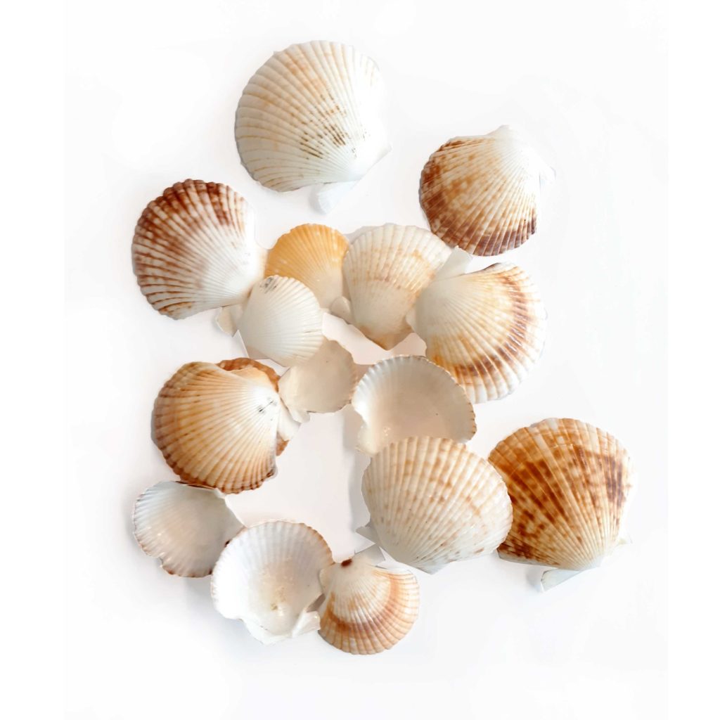 Conchiglie decorative Burma Shell dimensioni ass. 500 gr, Shop online  articoli per fioristi