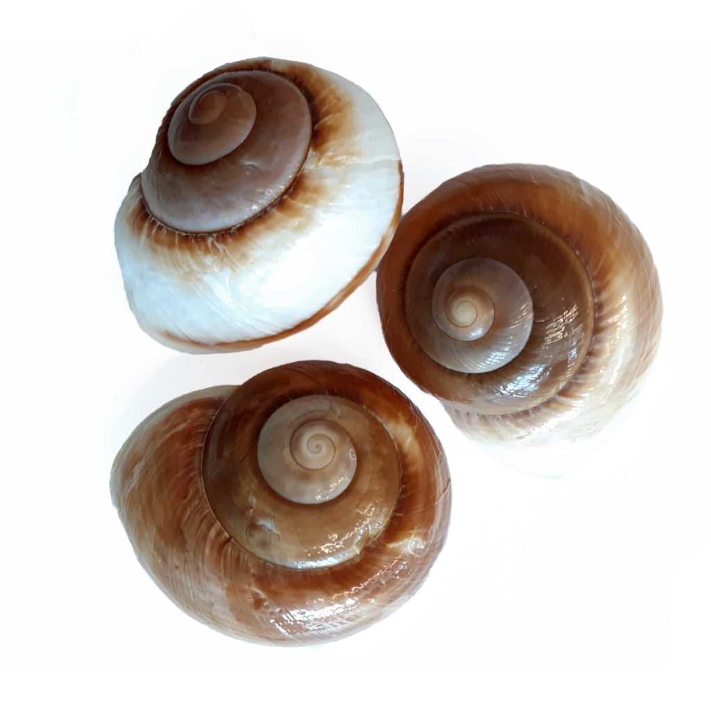 Conchiglie decorative Landsnail