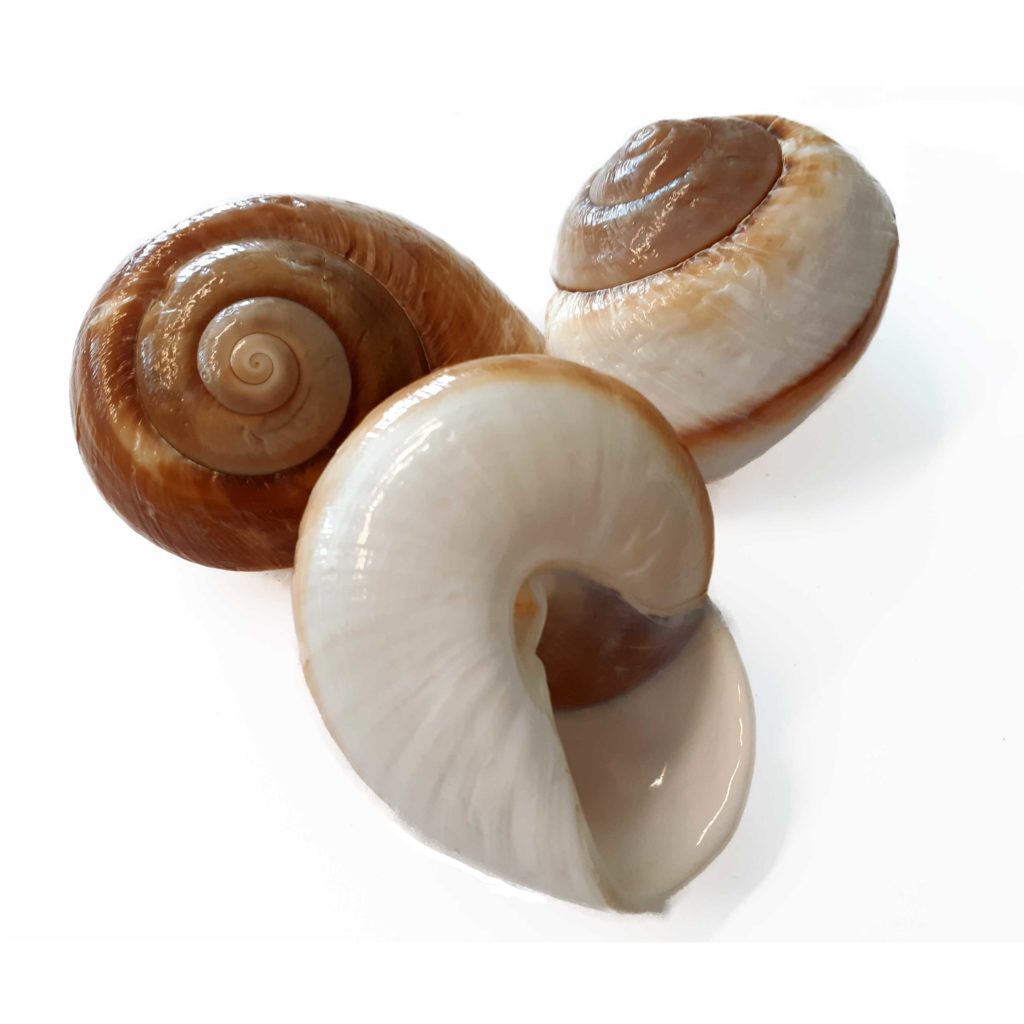 Conchiglie decorative Landsnail