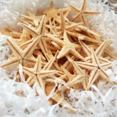 Stelle e stelle marine decorative