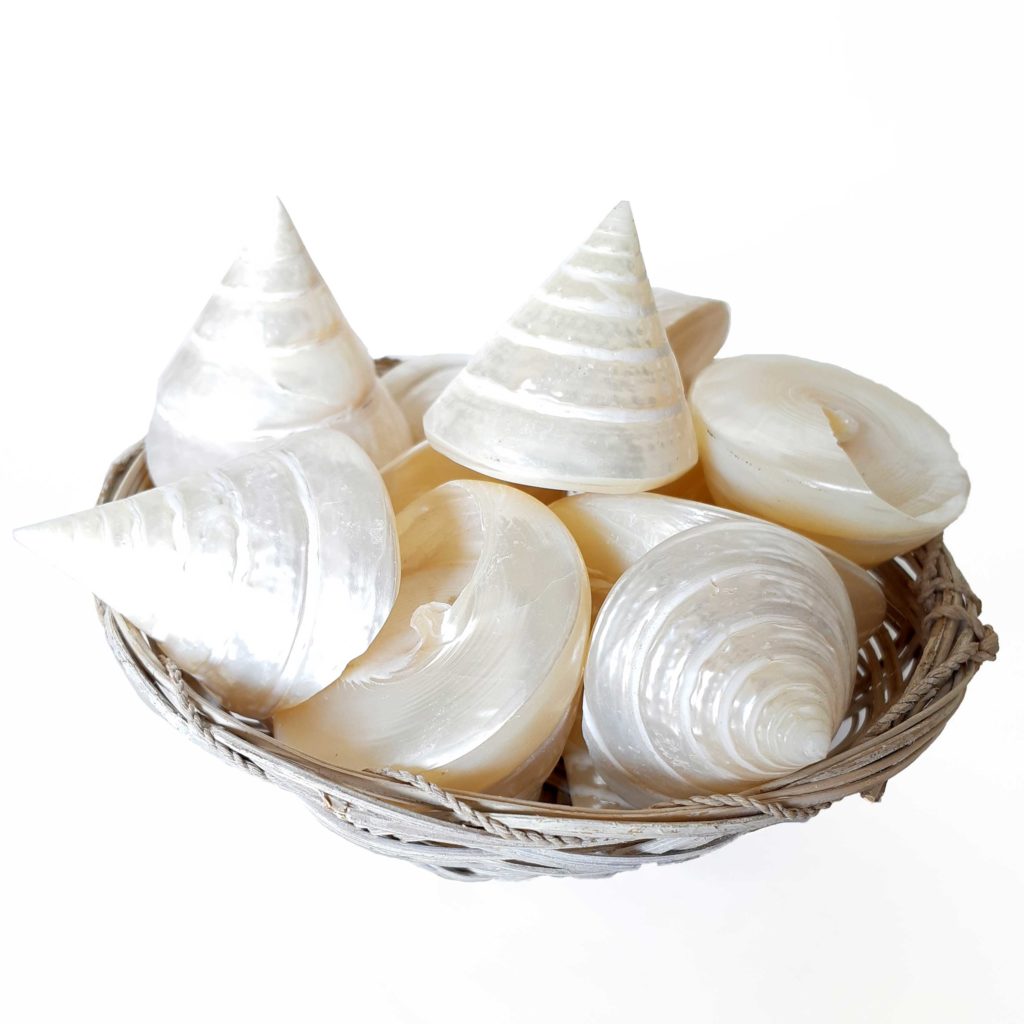 Cestino conchiglie perlate - immagine 2