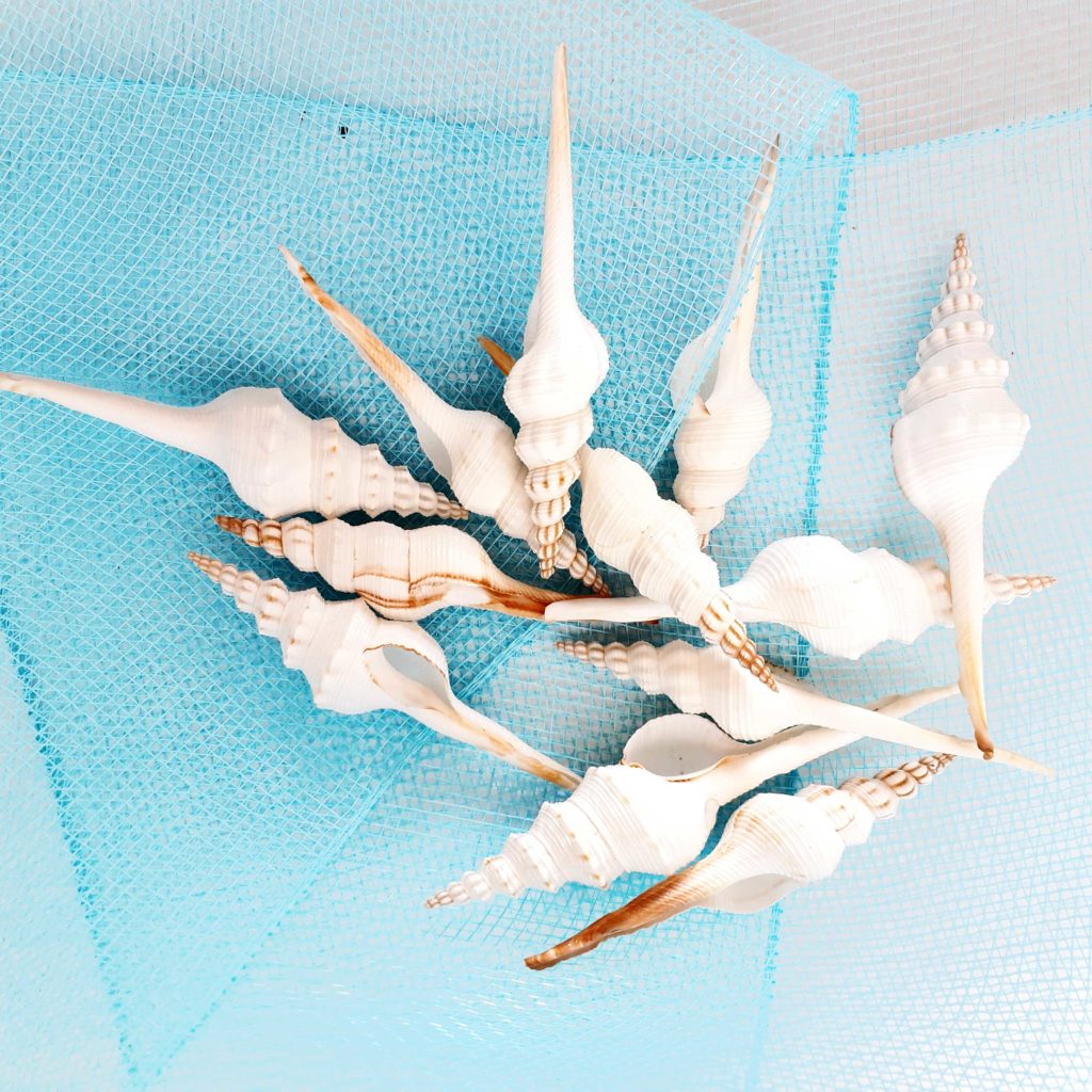 Conchiglie decorative Fusinus Colus