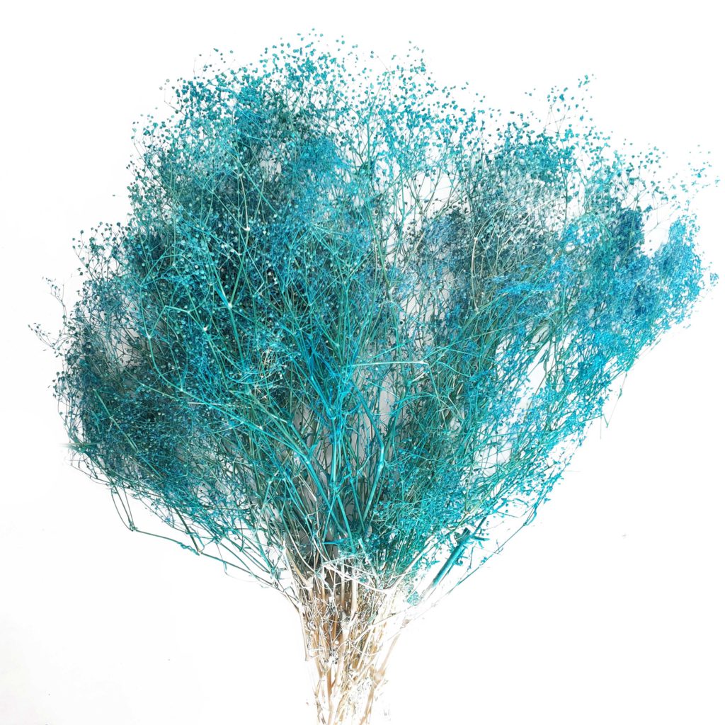 Gypsophila Stabilizzata