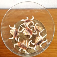 Conchiglie decorative Lambis Chiragra conf. 6 pezzi