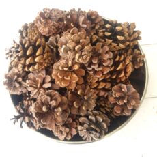 sacchetto pigne mignon 50pz