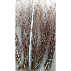 Rami Betulla Naturale