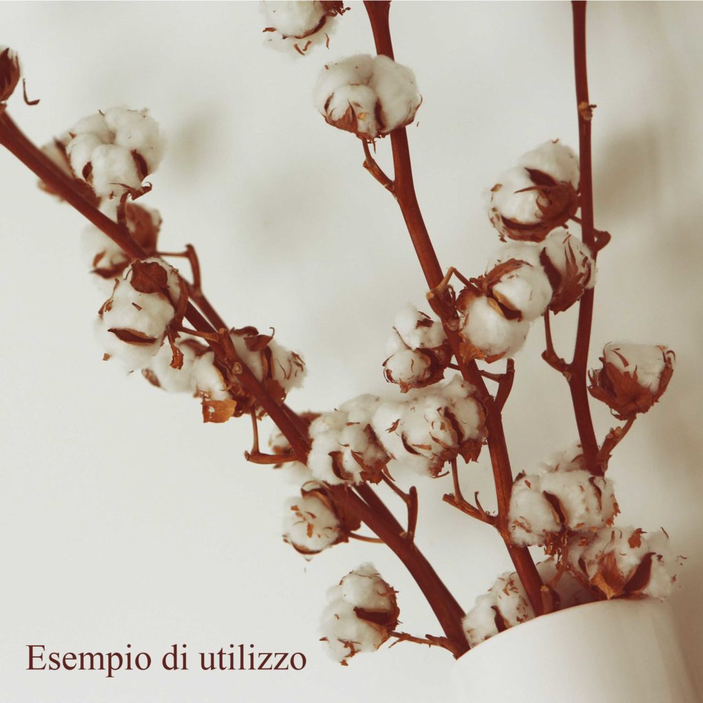 Fiori di Cotone secco naturale - 1 stelo. Vendita online Flor3 Ingrosso Fiori e Articoli per Fioristi