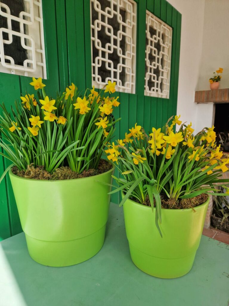 vaso in ceramica verde chiaro