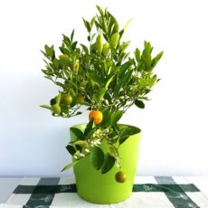 Vasi, ciotole, piatti in ceramica e altri per piante e fiori