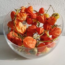 Vaso vetro bowl oblique Sandra Rich