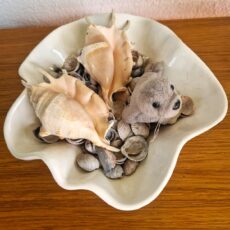 2 conchiglie 1 foca tante conchigliette