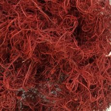 Curly moss bordeaux (muschio riccio)