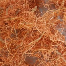 Curly moss salmone (muschio riccio)