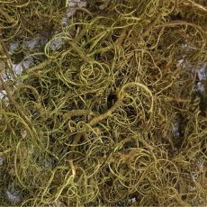 Curly moss verde (muschio riccio)