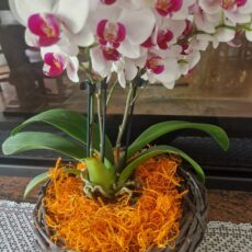 curly moss arancio chiaro