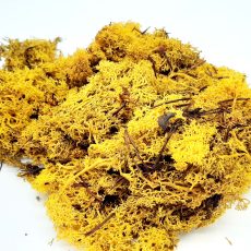 Muschio nordico giallo stabilizzato
