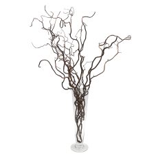 Composizione nocciolo contorto in vaso di vetro a cono