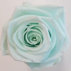 Rose stabilizzate minty green