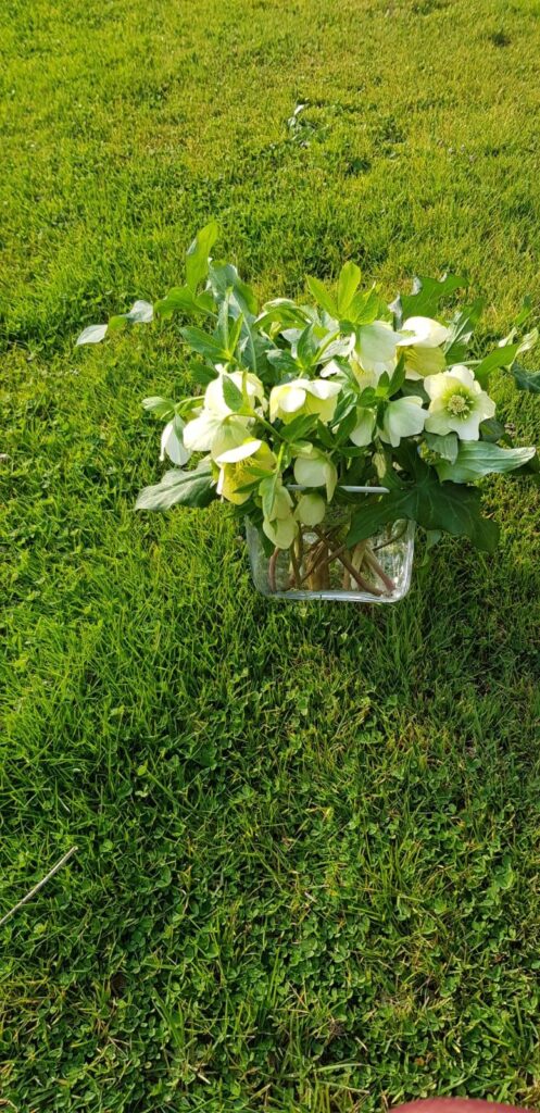 Marzo e i primi fiori - Come valorizzarli nel vaso giusto