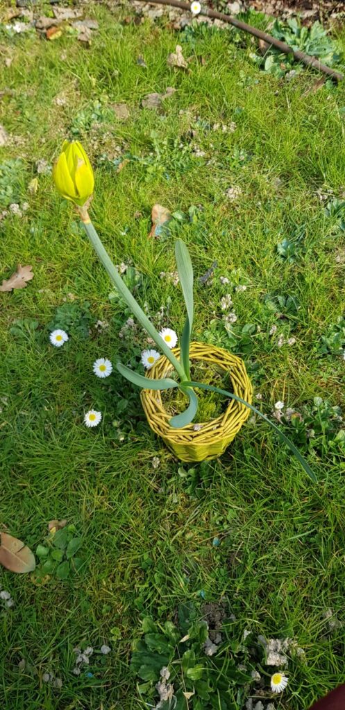 Marzo e i primi fiori - Come valorizzarli nel vaso giusto