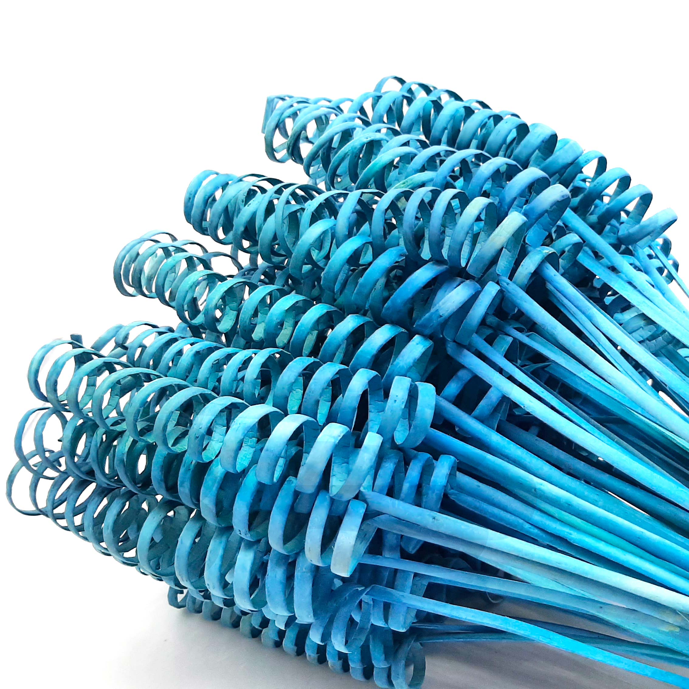 Steli legno arricciati, cane spring blu