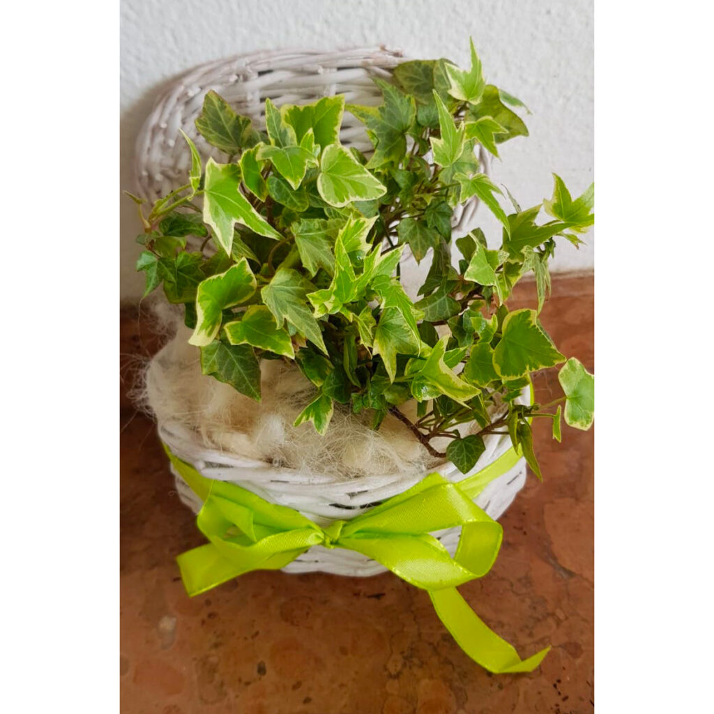 Cestino in vimini con edera. La Casa di Maria Rosa - Home Decor e tanto altro