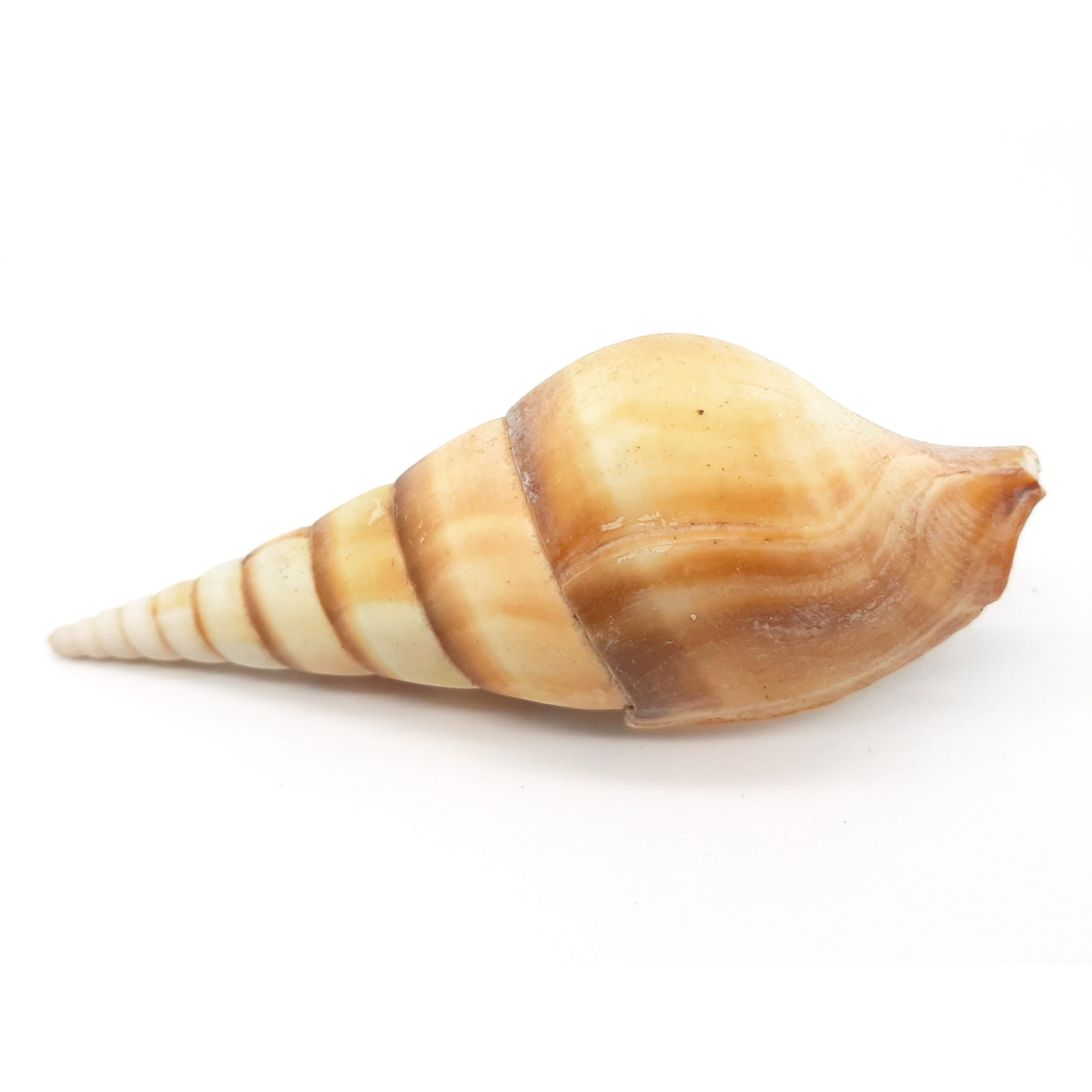 Conchiglie decorative allungate