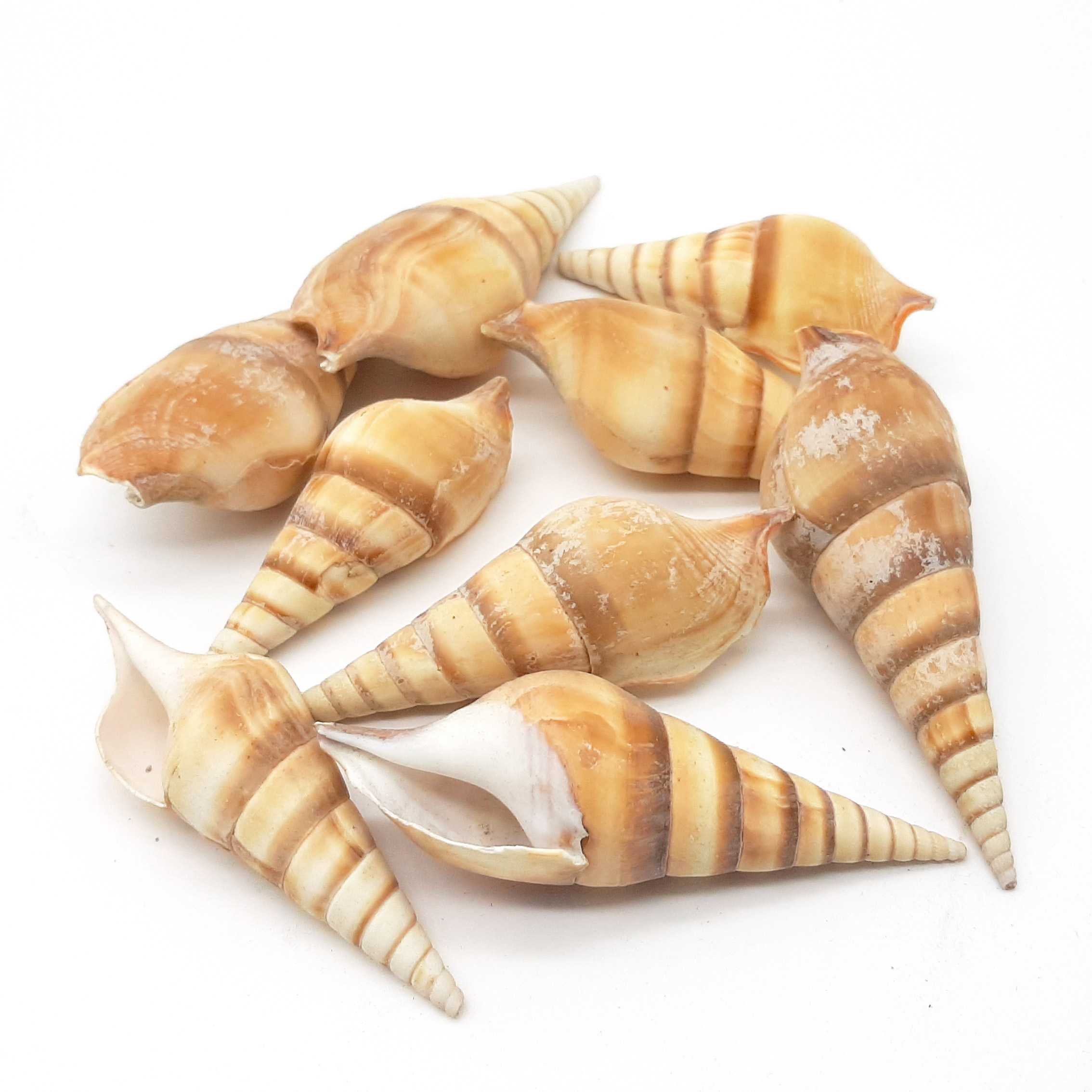 Conchiglie decorative allungate