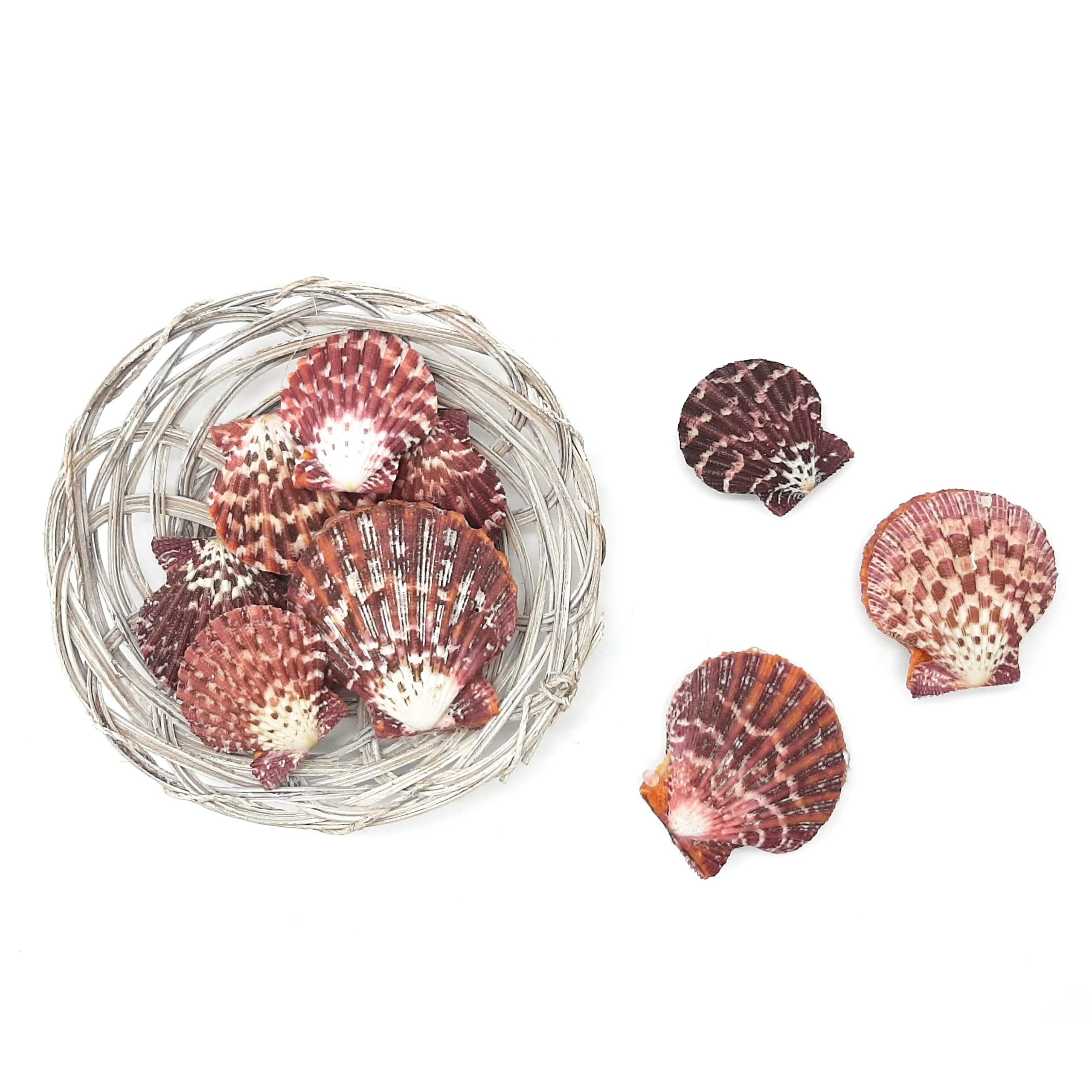 Conchiglie decorative piatte, pecten pallium