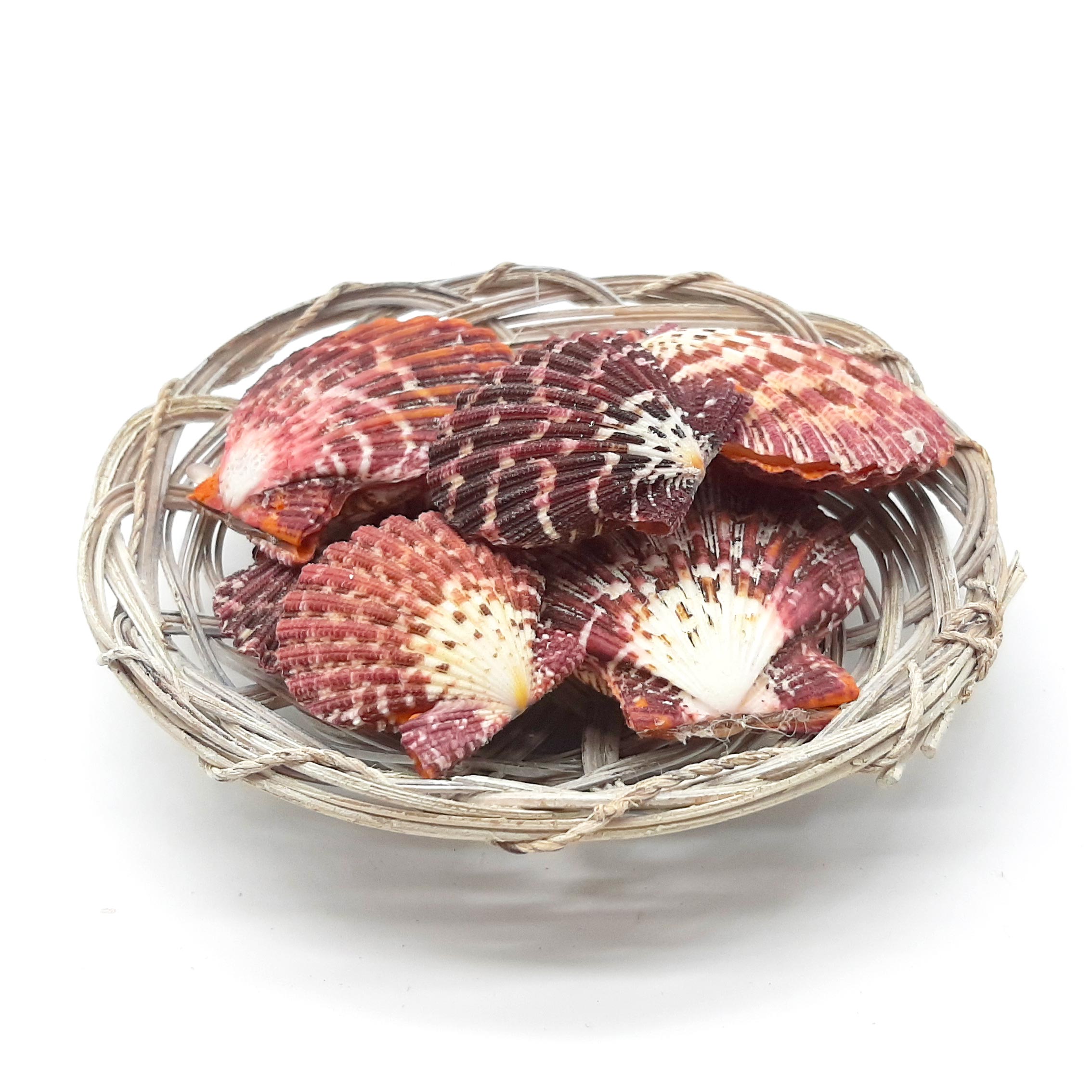 Conchiglie decorative piatte, pecten pallium