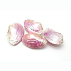 Conchiglie decorative rosa - Pink clam