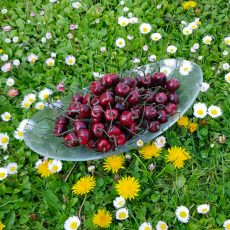 Composizione piatto in vetro con ciliegie