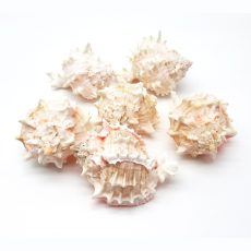 Conchiglie decorative naturali - Pink murex