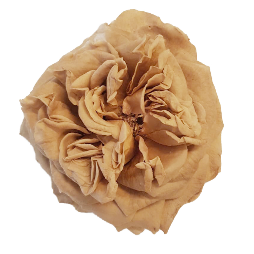 Rosa garden stabilizzata