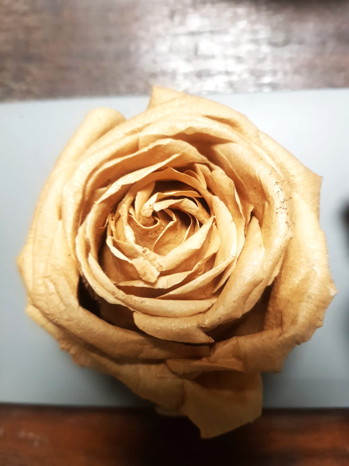 rosa garden stabilizzata