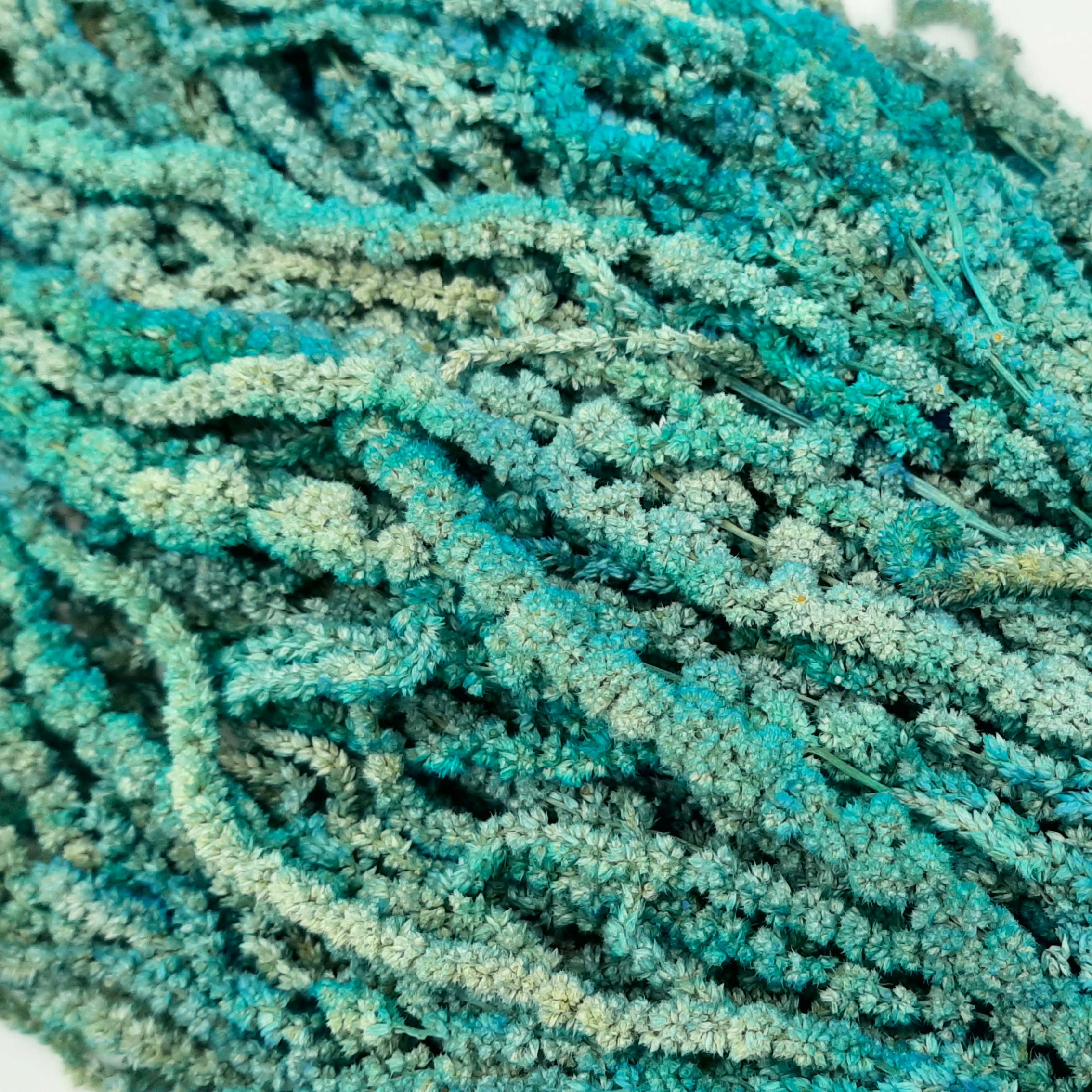 Amaranto stabilizzato azzurro tiffany