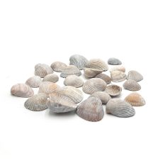 Conchiglie mini per decorare
