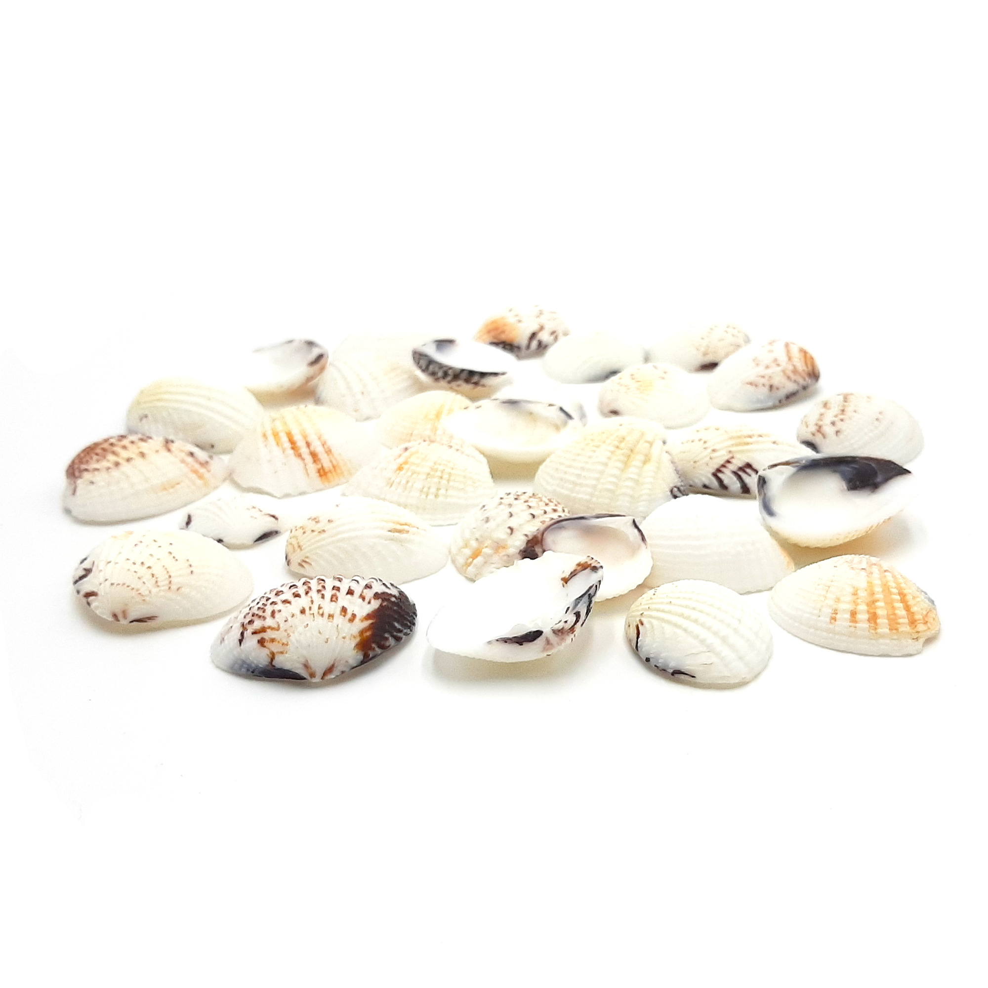 Conchiglie decorative venus - 2 kg