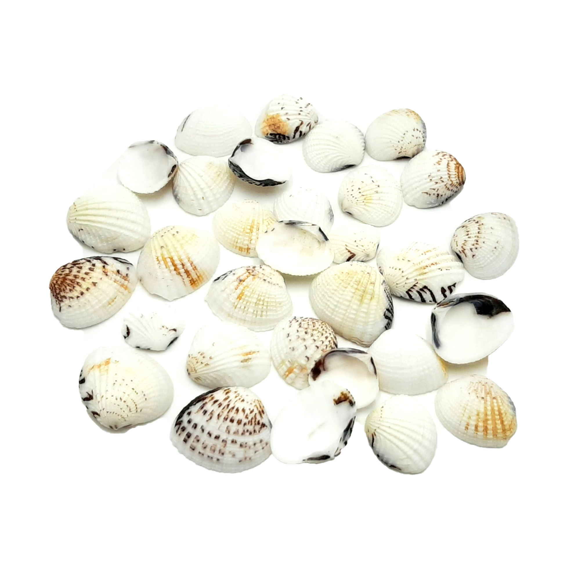 Conchiglie decorative venus - 2 kg