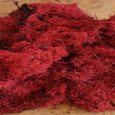 muschio nordico rosso bordeaux stabilizzato