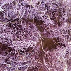 Curly Moss - Muschio riccio