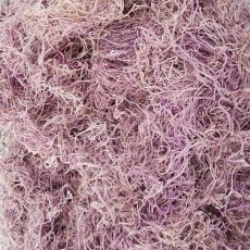 tillandsia stabilizzata