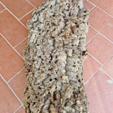 corteccia di sughero
