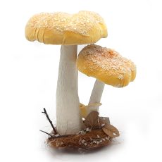Funghi decorativi set di 2 - h 30 cm