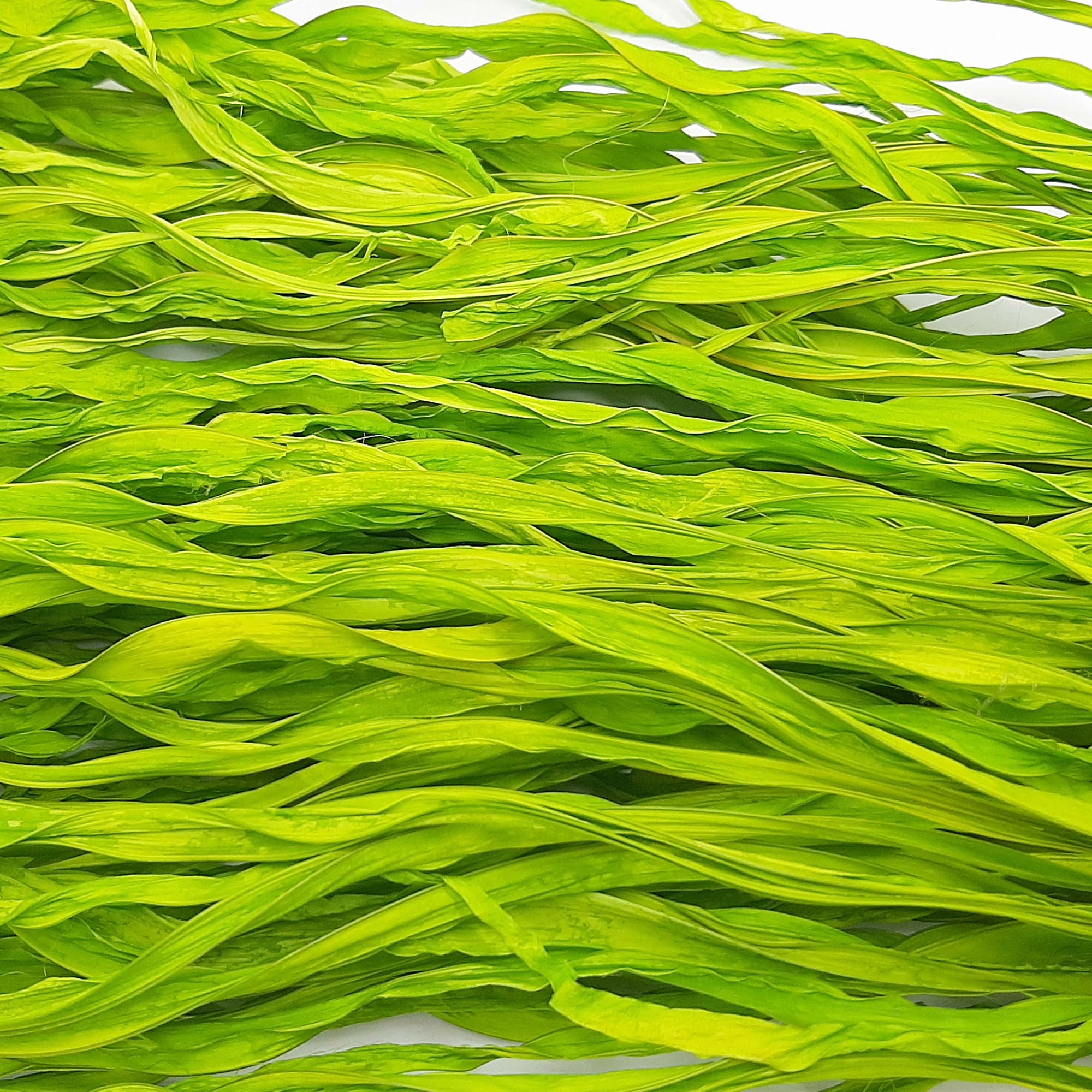 Foglie di palma verde acido - 3 mazzi